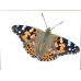 Painted Lady Vanessa cardui 5 Pupae